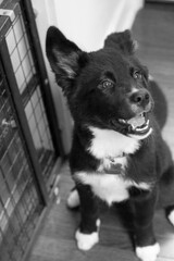 floppy ear dog