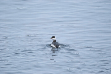 Horned Grebe in the surf