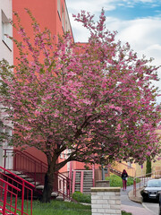 Pre-spring sakura planting in Prague. A photo of a Japanese cherry tree that seasonally decorates the housing estate in spring.