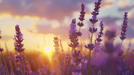 Closeup of a sunset beauty over a lavender field with blue sky and clouds landscape, agricultural background