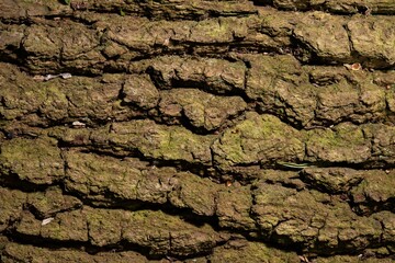 Textured Tree bark up Close