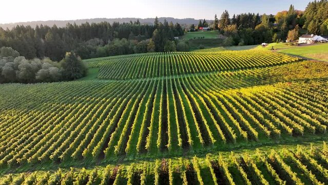 Aerial: Rows Of Vineyard Stretch Towards A Dense Forest, Creating A Natural Tapestry Of Greenery And Agriculture, Bathed In The Soft Light Of The Setting Sun. - Sherwood, Oregon