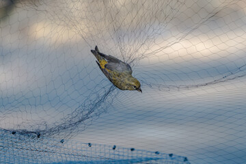Red Crossbill caught in net for study.
