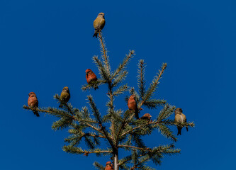 Group of Red Crossbills in tree