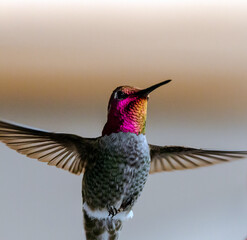 hummingbird in flight