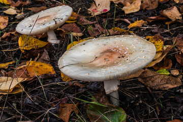  Mushroom in the forest