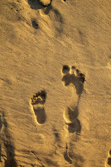 rodzine stopy na piasku o zachodzie słońca - obrazy, fototapety, plakaty
