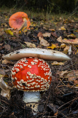 Wild amanita mushroom
