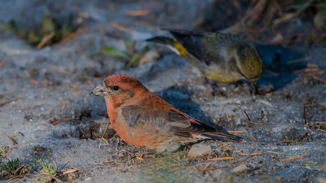 Red Crossbill in winter with ice
