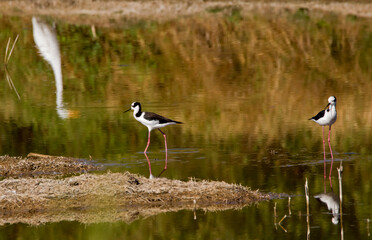 Great tamarins and reflection of a white heron