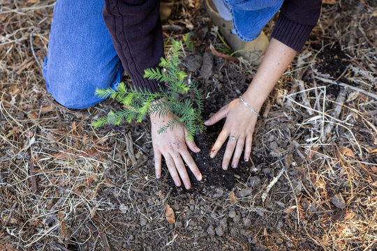 Close-up of hands planting a seedling redwood tree in fresh soil