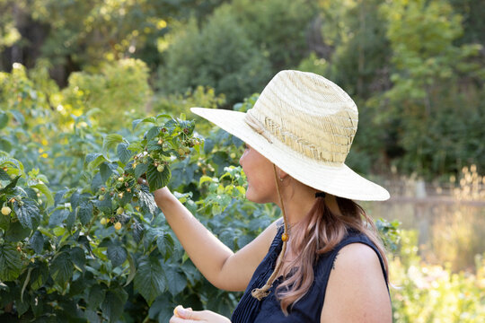 Young woman in straw hat picking berries in garden