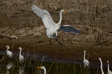 White heron landing on the pond next to its fellows