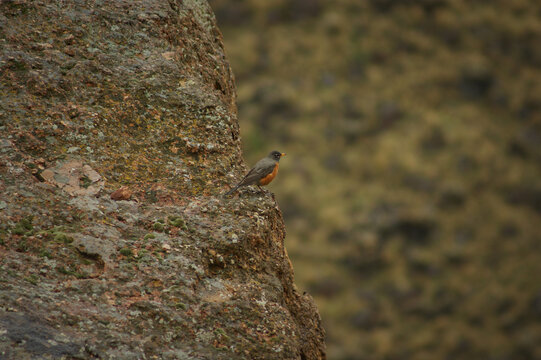picture of bird at smith rock OR