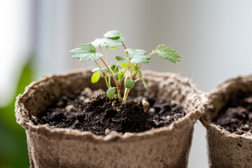 Small Strawberry Fragaria seedlings in peat pot at home. Hobby, indoor gardening, growing fruits from seed concept
