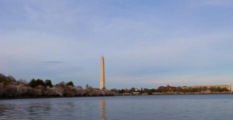 Scenic view of tidal basin and Washington Monument with Cherry Blossoms in Bloom. Washington D.C....