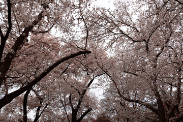 Beautiful pink cherry blossom trees in full bloom. Sakura flowers. 