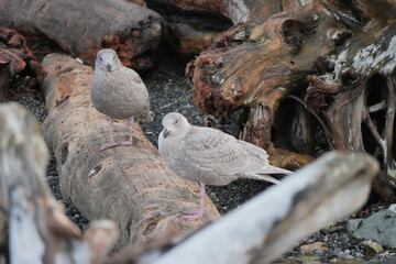 Seagulls on the beach of Porteau Cove Provincial Park in British Columbia, Canada