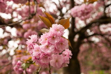 The cherry blossoms are in bloom.