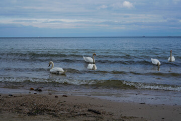 White swans by the sea in Gdynia, Poland.