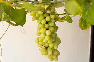 Bunch of Fresh green grapes
