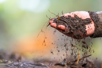 university student conducting research on forest health. farmer collecting soil samples in a test tube in a field. Agronomist checking soil carbon and plant health on a farm in australia