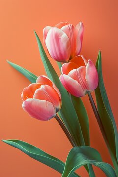 Pink tulip flowers on pastel peach background Image for a wedding, womens day or mothers day themed greeting card or invitation Banner with space for text