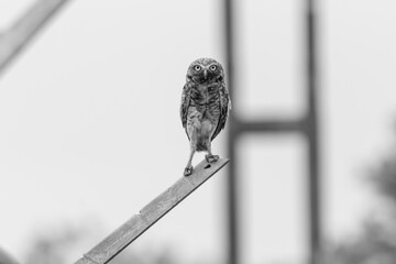 cute owl on a fence in the wild