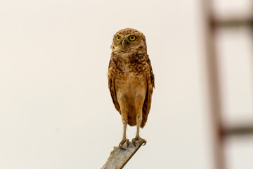 cute owl on a fence in the wild