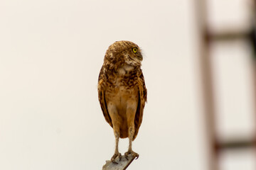 cute owl on a fence in the wild