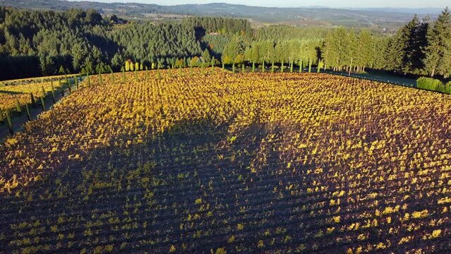 Aerial: The Golden Hues Of Autumn Blanket The Vineyard, Neatly Rowed Vines Stretch Towards The Horizon, Embraced By The Warmth Of The Setting Sun. - Sherwood, Oregon