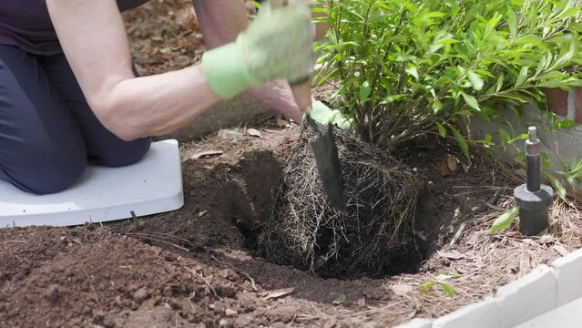 woman breaking up the root ball of a new shrub to plant