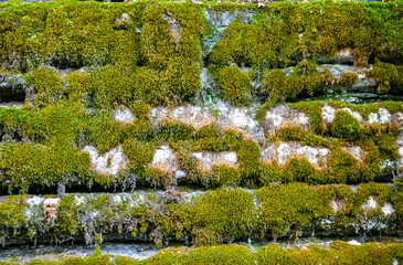Moss covered rocky ledge beside Pivot Rock trail.
