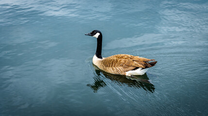 Goose at Centennial Park, Nashville