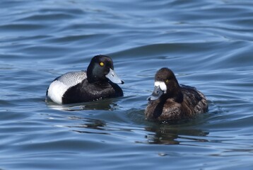 Waterfowl at the waste water 