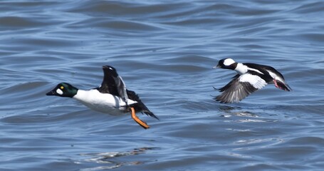 Waterfowl at the waste water 