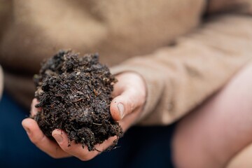 university student conducting research on forest health. farmer collecting soil samples in a test tube in a field. Agronomist checking soil carbon and plant health on a farm in australia