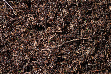Closeup of large anthill in spring forest