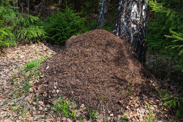 Large anthill near the birch tree in forest, springtime