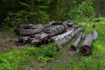 Small pile of old grey logs on forest edge