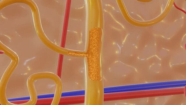 "Collecting Ducts: The Final Frontier of Renal Filtration and Secondary Urine Formation