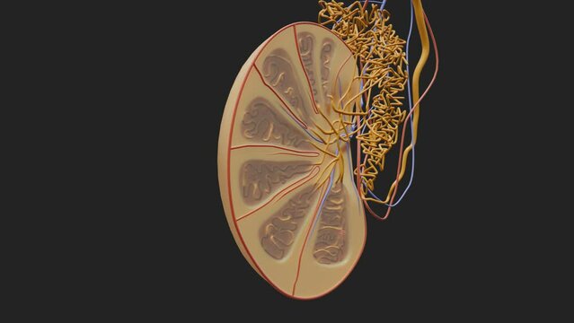 The Structure of the Testicle