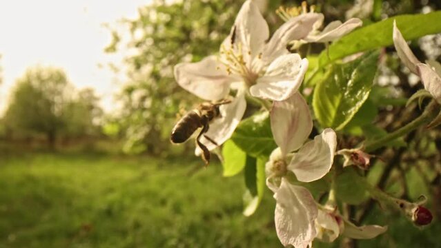 Closeup of european honey bee apis mellifera collecting nectar and pollen on large number of fastly visited white blooms pollinated by this work on early spring without any green leaf on the tree.