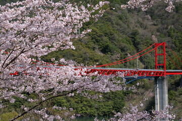 大渡ダムの桜と橋　（高知県　仁淀川町）