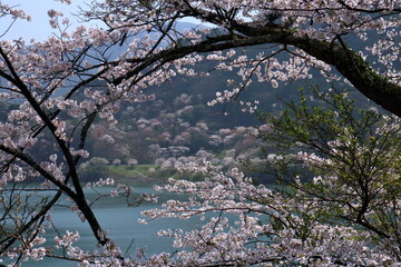 大渡ダム湖畔　桜を眺める　（高知県　仁淀川町）