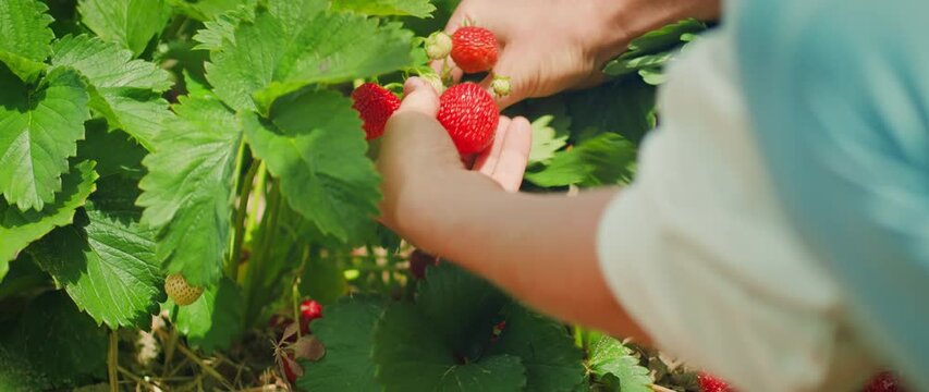 A person is harvesting multiple strawberries in bright sunlight. Hands delicately handling a bunch of berries, while surrounded by foliage.