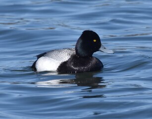 Waterfowl at the waste water 
