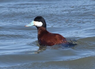 Waterfowl at the waste water 