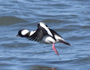 Waterfowl at the waste water 