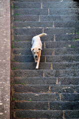 Cane sulla scalinata - scende